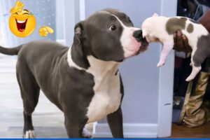 99.9% Can’t Handle the Cuteness of These Dogs 😍 Top Funny Puppies Videos Ever!