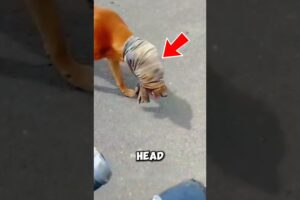 A Biker Freed This Blindfolded Dog ❤️ #Dog