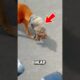 A Biker Freed This Blindfolded Dog ❤️ #Dog