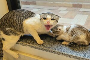 A Stray Cat Brings Her Six Kittens into Home, Afraid The Owner Will Reject Them