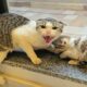A Stray Cat Brings Her Six Kittens into Home, Afraid The Owner Will Reject Them