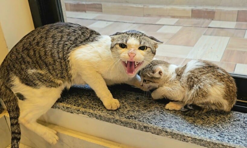 A Stray Cat Brings Her Six Kittens into Home, Afraid The Owner Will Reject Them