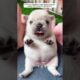 A girl adopted a newborn puppy that was abandoned on the street.