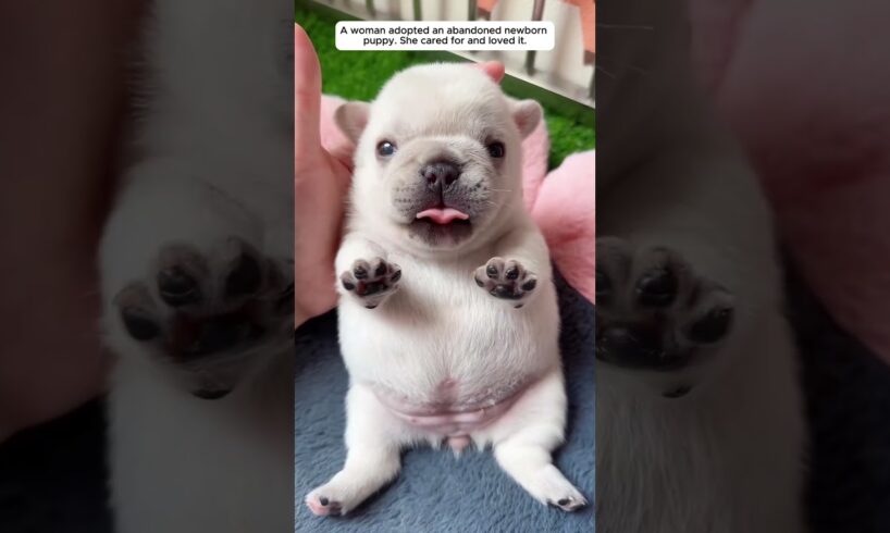 A girl adopted a newborn puppy that was abandoned on the street.