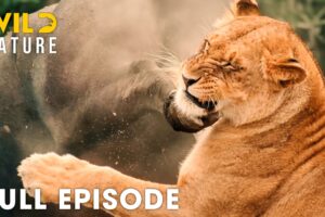 AFRICAN SAVANNAH | Greatest Fights In The Animal Kingdom (Full Episode) | Wildlife Documentary