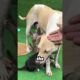 Abandoned Puppies Find A New Hope #short #animal #dog