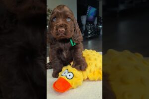 Adorable Dogs & Cute Puppies That Will Melt Your Heart | Sweet and Funny Dog Moments 🐶❤️