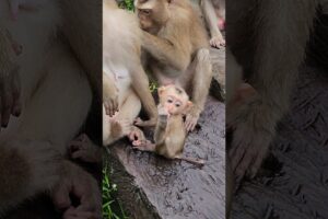 Alfie really enjoying playing around mommy #monkey #cute #animals