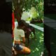 Amazing Animal Rescues That Will Touch Your Heart ❤️#shorts