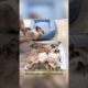 Anak Anjing Lucu #shorts #anjing #anjinglucu #anakanjing #viral