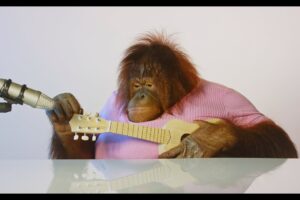 Animalia's Orangutan Rambo is a musical genius ASMR