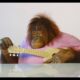 Animalia's Orangutan Rambo is a musical genius ASMR
