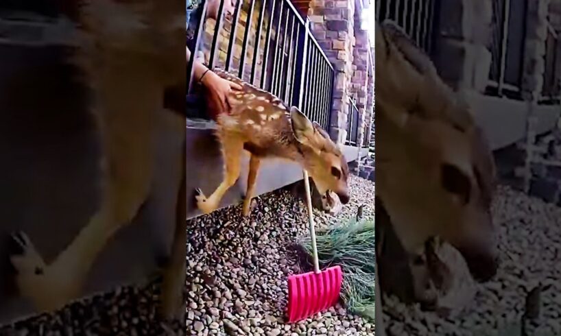Baby Fawn Trapped in Fence Reunited With Mom 🥹❤️