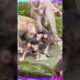 Baby monkey learning playing #monkey #animallife #funny #animals #youtubeshorts #reelitfeelit