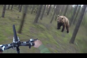 Bear Attack, Man is trying to run away from attacking Bear: GoPro
