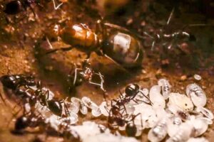 Best Of Ants | BBC Earth