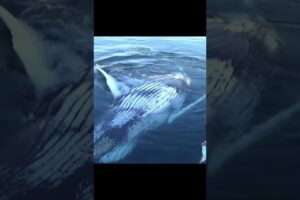 Blue Whale Playing with People | Caught On Camera | Funny Animals