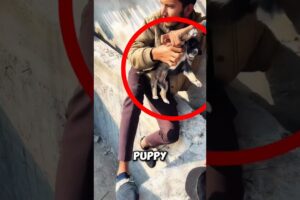 Boys Built a Rescue Net to Save a Puppy ❤️ #Dog
