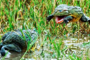 Bullfrog Battle Royale | The Mating Game | BBC Earth