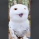 CY Snowy Owl 'Bites' You? It's PLAYING! 🦉#animals #shortfeed #funny #science #owl