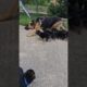 🤣Chase down your lunch! Lively group of cute German Shepherd puppies are running after their mom.