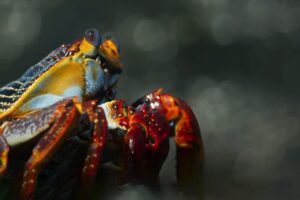 Crab vs Eel vs Octopus | Blue Planet II | BBC Earth