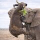 Craziest Elephant Fights Ever Caught On Camera | Wild Animals