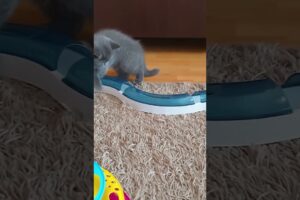 Cute British Shorthair Kitten Playing | Funny Animals Video #shorts