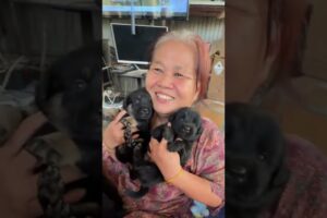 Cute Dog Collection, The World’s Cutest Puppies #dog #puppies #puppy #video #cute #cutest