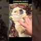 ✨Cute Dogs✨#Ranking #viralshort #shorts #USA