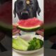Cute Puppies Enjoying Watermelon | Funny Dogs Eating Watermelon