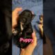 Cute Puppies #dog