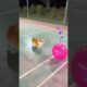 Cute puppies, balloon crushing #chellenge #funny #gadgests #satisfyling #amazing ￼
