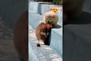 Cute puppies😍😍😍♥️||#shorts #viral