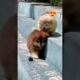 Cute puppies😍😍😍♥️||#shorts #viral