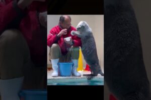 Cute sea otter is playing with his friend #animals #cute #seaotter #shorts #viralvideo