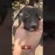 Cuties ♥️🥹🧿 #cute #puppies #doggo #animals #nature #love