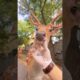 Deer Loves Chin Rubs—Fights Like a 'Roo! 🦌#animals #funny #shortfeed #science #deer