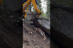 Deer Rescue – Team Saves a Deer Using a JCB! 🦌❤️ #Deer #AnimalRescue #Rescue #Shorts