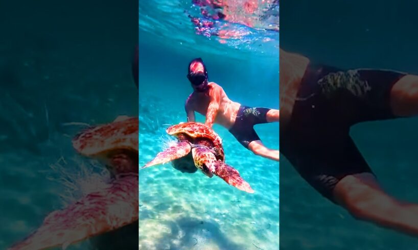 Desperate sea turtle rescued just in time ❤️🙏 @underwater.journeys