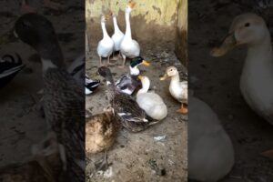 Ducks love 💕 ducks playing 🦆 #viralvideo #talhakadihat #duck #animals #cute #cute #viralvideo