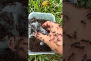 Emergency Rescue Mission: Elephant Vs Bullet Ants