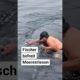 Fischer rettet Meeresriesen