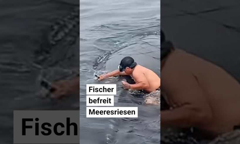 Fischer rettet Meeresriesen
