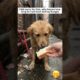 Found Him Tied Up in a Dark Alley #animals #animallovers #animalrescue