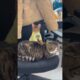 Funny cats playing with friends | Funny cats and animals videos ep12  #cat #funnycats #catvideos