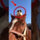 Gatos jugando con caballos #animals