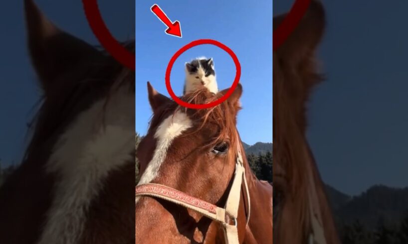 Gatos jugando con caballos #animals