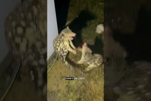 Gnarly Down Under Mutant Creature Fight Club