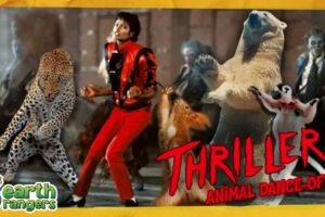 Halloween Animal Dance Jam | Earth Rangers